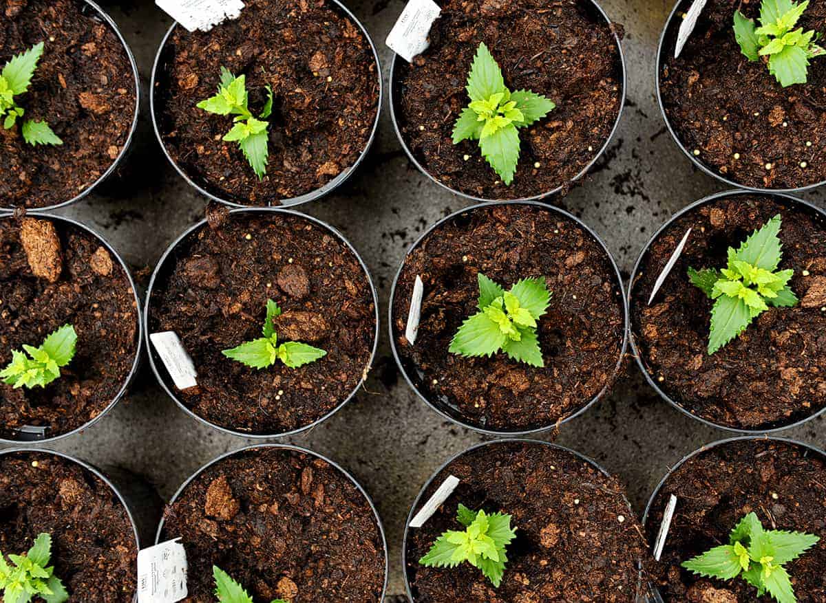 Ici - Opportunities from Studying Horticulture