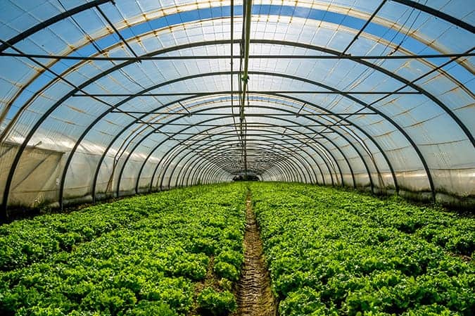 Ici - Opportunities from Studying Horticulture (2)